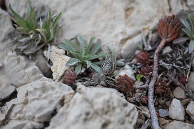 Atractylis cancellata, photographed by Tim Johnson