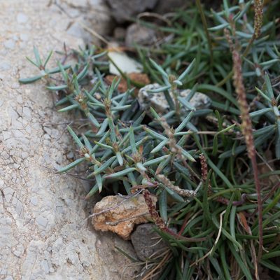Helianthemum syriacum, photographed by Tim Johnson
