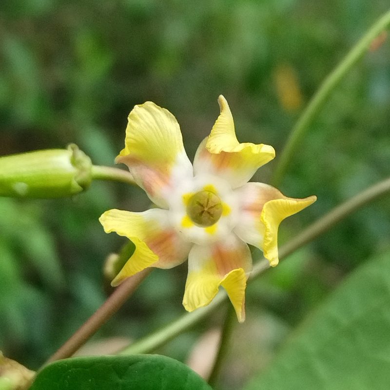 Prestonia quinquangularis, photographed by Kozue Kawakami