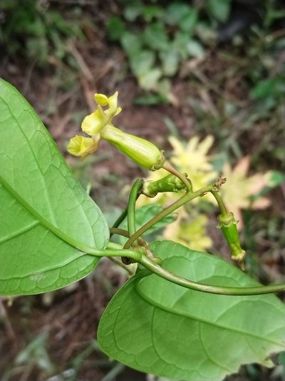 Prestonia quinquangularis, photographed by Kozue Kawakami
