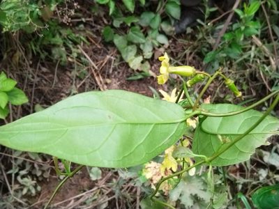Prestonia quinquangularis, photographed by Kozue Kawakami