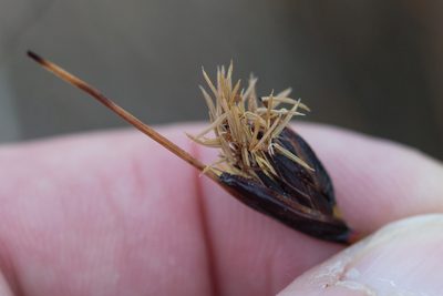 Schoenus nigricans, photographed by Tim Johnson