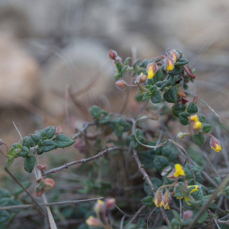 Helianthemum marifolium, photographed by Tim Johnson