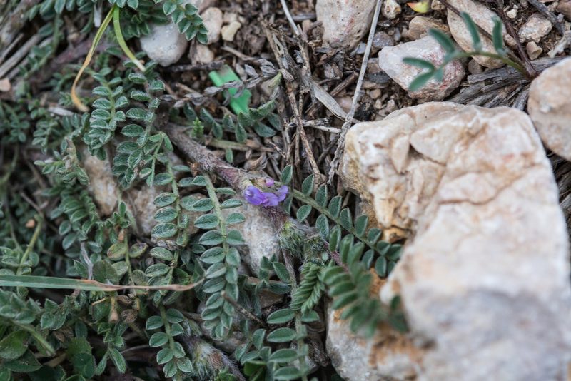 Astragalus sesameus, photographed by Tim Johnson
