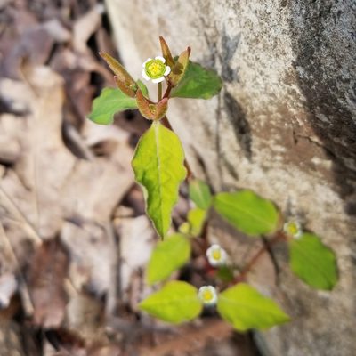 Euphorbia mercurialina, photographed by Daniel McClosky