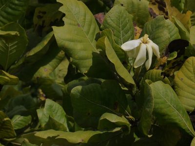 Gardenia latifolia, photographed by Dinesh Valke