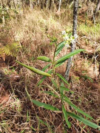 Asclepias nivea, photographed by Yolanda M. Leon