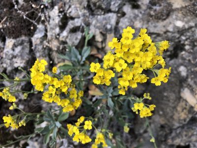 Aurinia saxatilis, photographed by Jason Grant
