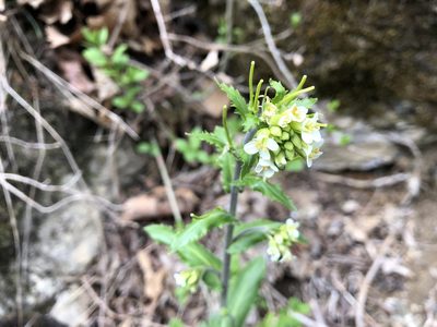 Pseudoturritis turrita, photographed by Jason Grant