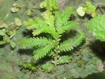 Selaginella delicatula, photographed by chiuluan
