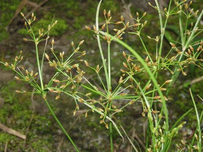 Fimbristylis bisumbellata, photographed by chiuluan