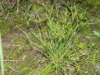 Fimbristylis bisumbellata, photographed by chiuluan