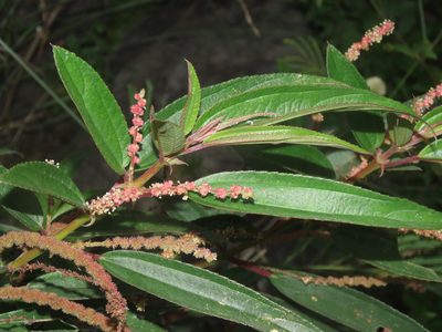 Boehmeria densiflora, photographed by chiuluan