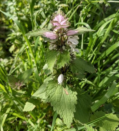Lamium moschatum, photographed by Denis Otkydach