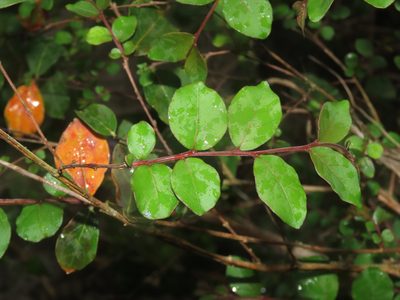 Lagerstroemia subcostata, photographed by chiuluan