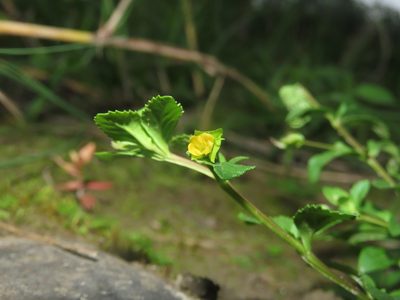 Mecardonia procumbens, photographed by chiuluan