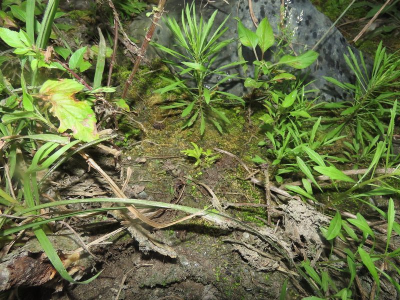 Selaginella delicatula, photographed by chiuluan