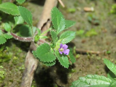 Stemodia verticillata, photographed by chiuluan