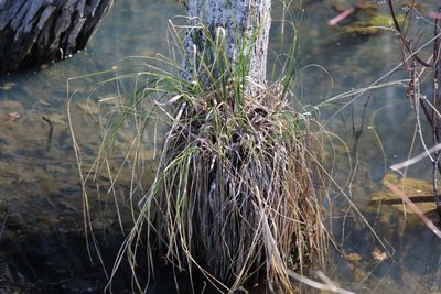 Carex decomposita, photographed by psweet