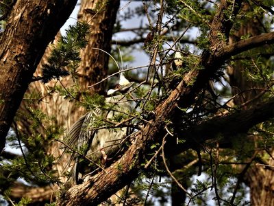 Taxodium mucronatum, photographed by Adriana Nelly Correa Sandoval