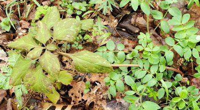 Pachysandra procumbens, photographed by Terri Koontz