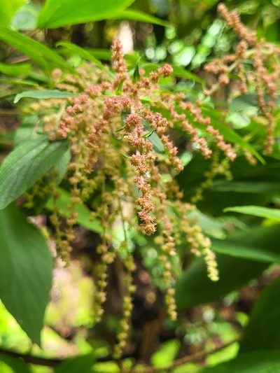 Gesnouinia arborea, photographed by Jacek Pietruszewski
