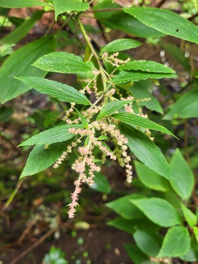 Gesnouinia arborea, photographed by Jacek Pietruszewski