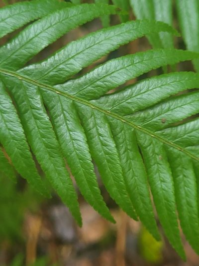 Pteris incompleta, photographed by Jacek Pietruszewski