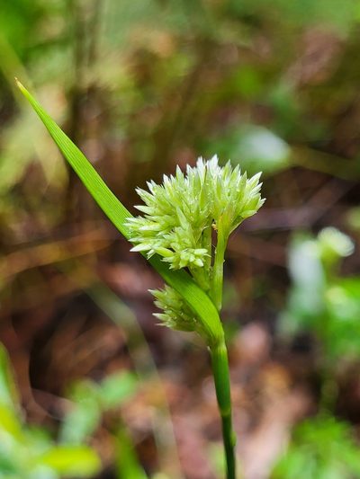 Luzula canariensis, photographed by Jacek Pietruszewski