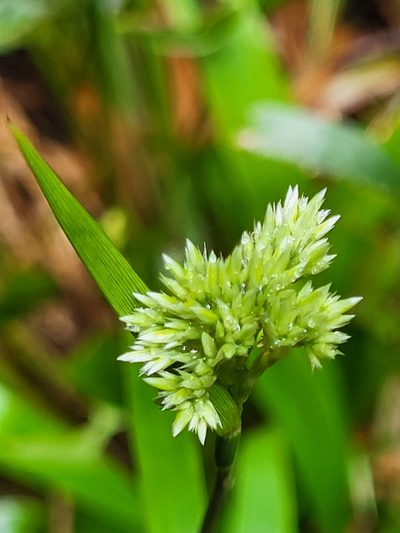 Luzula canariensis, photographed by Jacek Pietruszewski