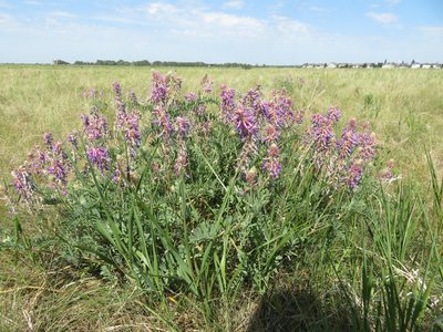 Astragalus bisulcatus, photographed by dghjertaas