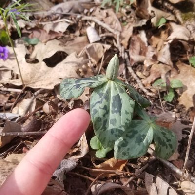 Trillium stamineum, photographed by Daniel McClosky