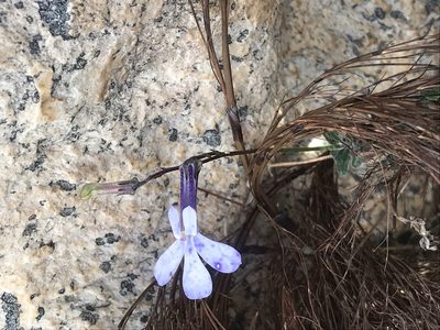 Lobelia dichroma, photographed by Ren Hoekstra