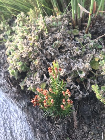 Erica mucronata, photographed by Ren Hoekstra