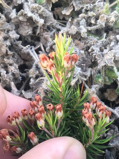 Erica mucronata, photographed by Ren Hoekstra