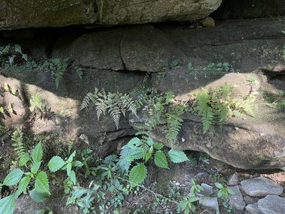 Cystopteris tenuis, photographed by Summit Metro Parks