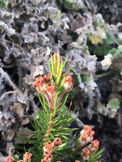 Erica mucronata, photographed by Ren Hoekstra