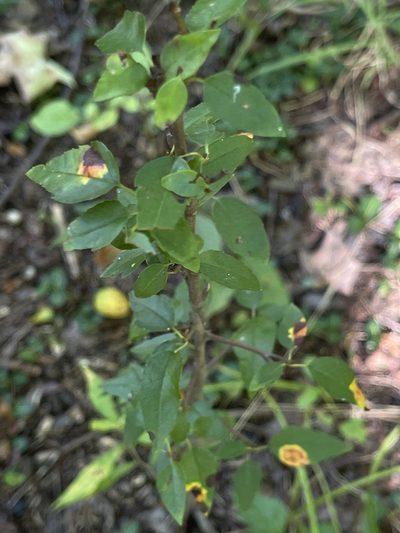 Malus coronaria, photographed by Summit Metro Parks