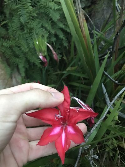 Gladiolus sempervirens, photographed by Ren Hoekstra