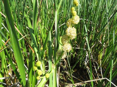 Sparganium eurycarpum, photographed by dghjertaas