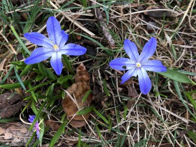 Scilla luciliae, photographed by Pavel Kacl
