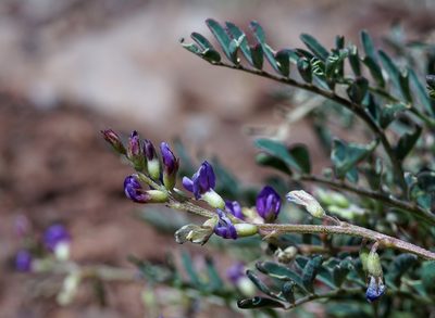 Astragalus allochrous, photographed by Andrew Tree