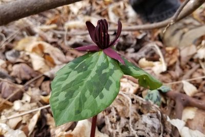 Trillium stamineum, photographed by Daniel McClosky