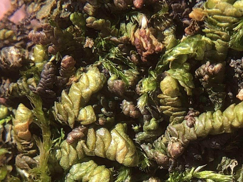 Porella obtusata, photographed by Young Jun Lee
