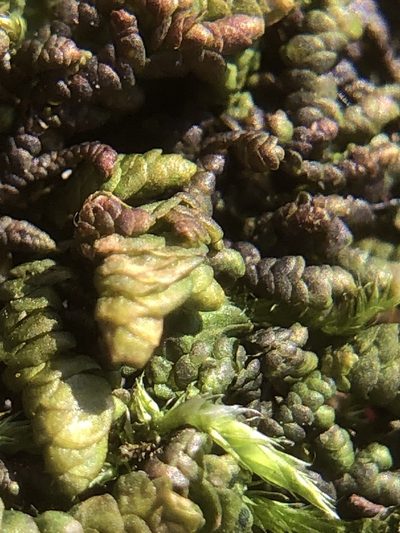 Porella obtusata, photographed by Young Jun Lee
