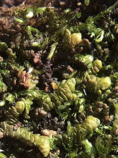 Porella obtusata, photographed by Young Jun Lee