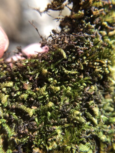 Porella obtusata, photographed by Young Jun Lee