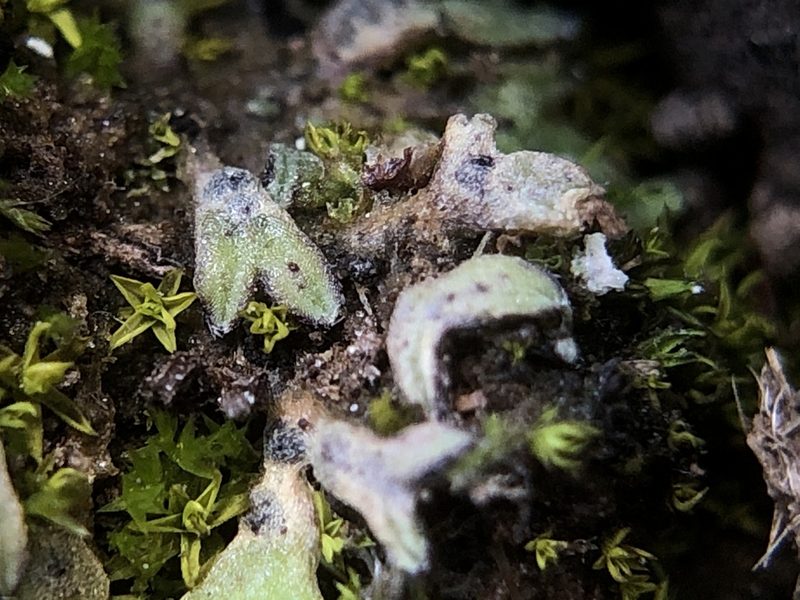 Riccia crozalsii, photographed by Young Jun Lee