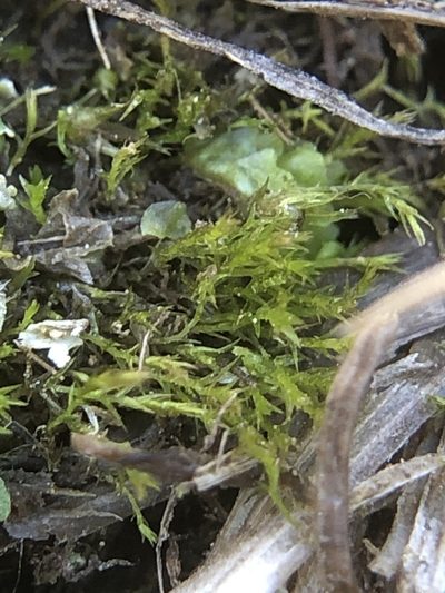 Archidium alternifolium, photographed by Young Jun Lee