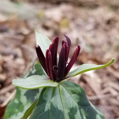 Trillium stamineum, photographed by Daniel McClosky